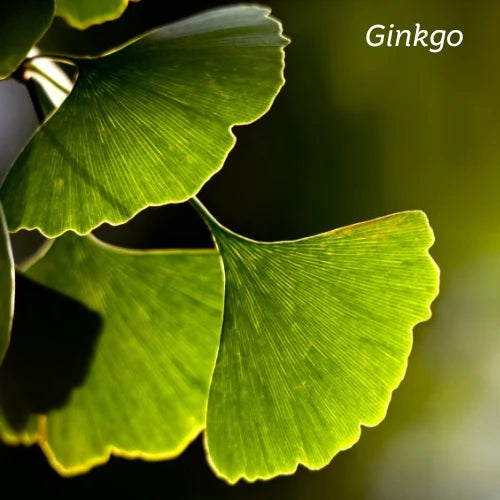 Kiwiherb: Ginkgo Alert