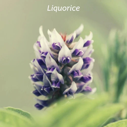 Kiwiherb: Echinature