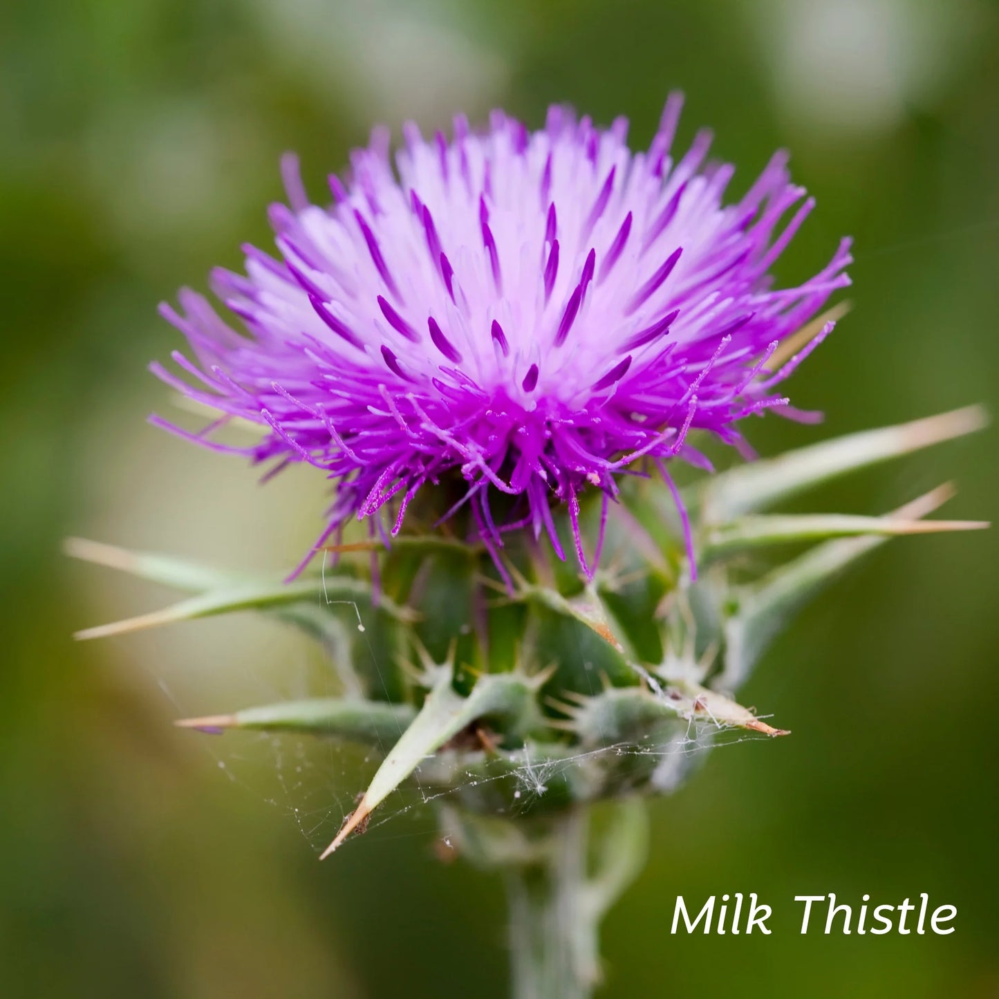 Kiwiherb: Organic Liver Cleanse