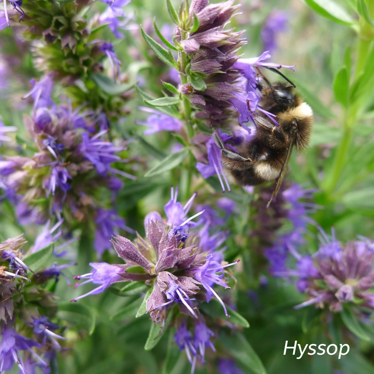 Kiwiherb: Dual Action Chest & Lung Support