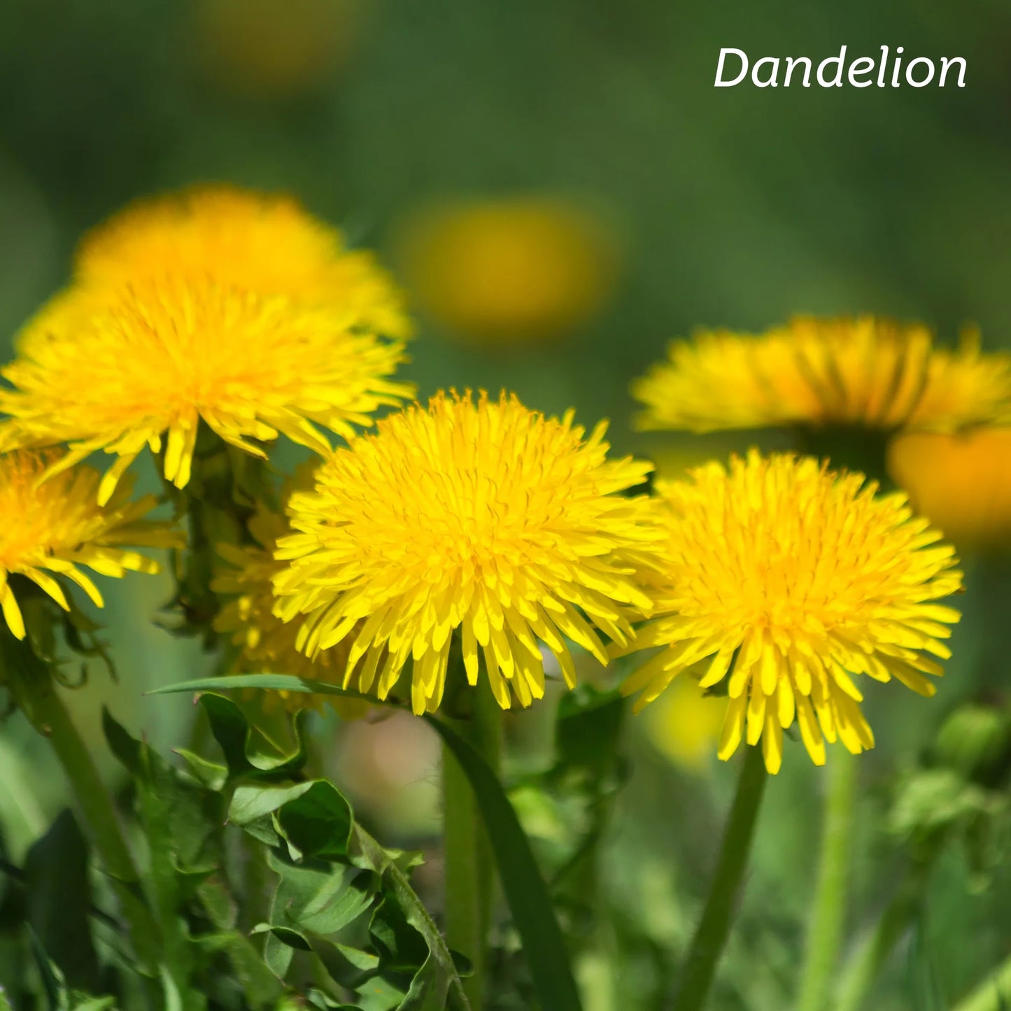 Kiwiherb: Organic Liver Cleanse