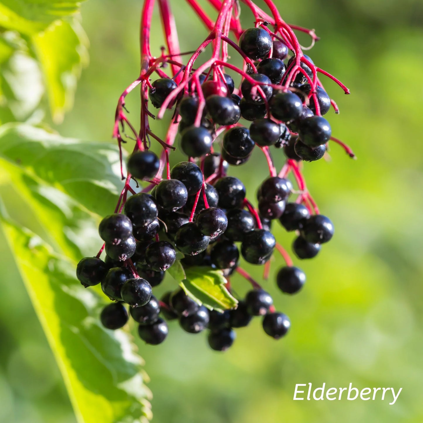Kiwiherb: Children's Immune Drops