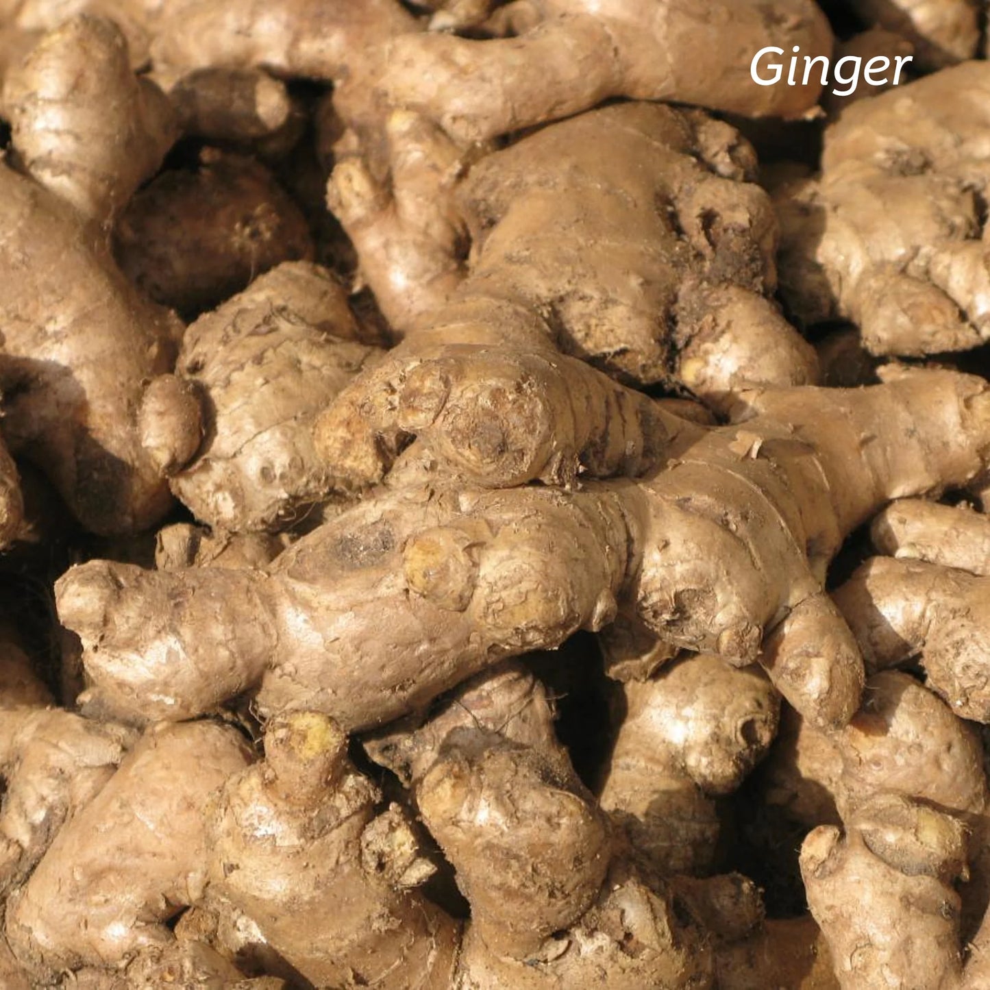 Kiwiherb: Kawakawa Stomach Calm