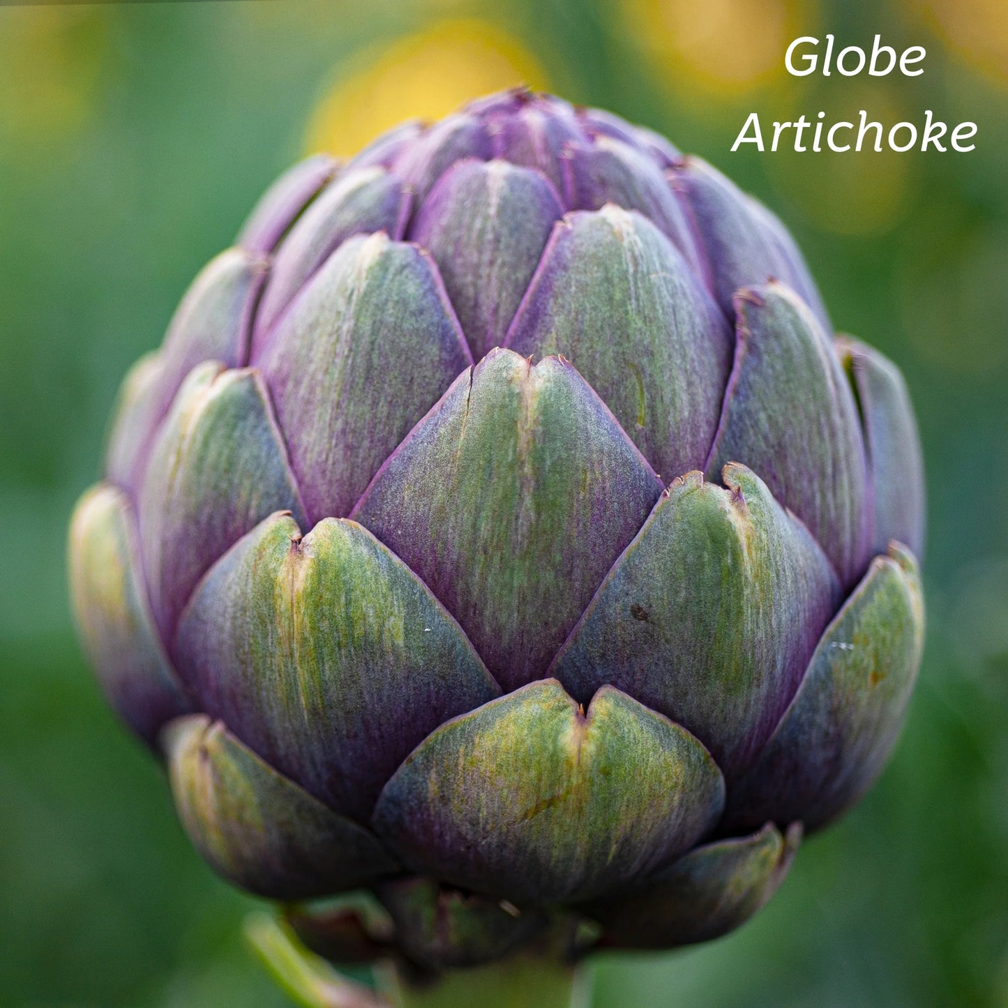 Kiwiherb: Organic Liver Cleanse