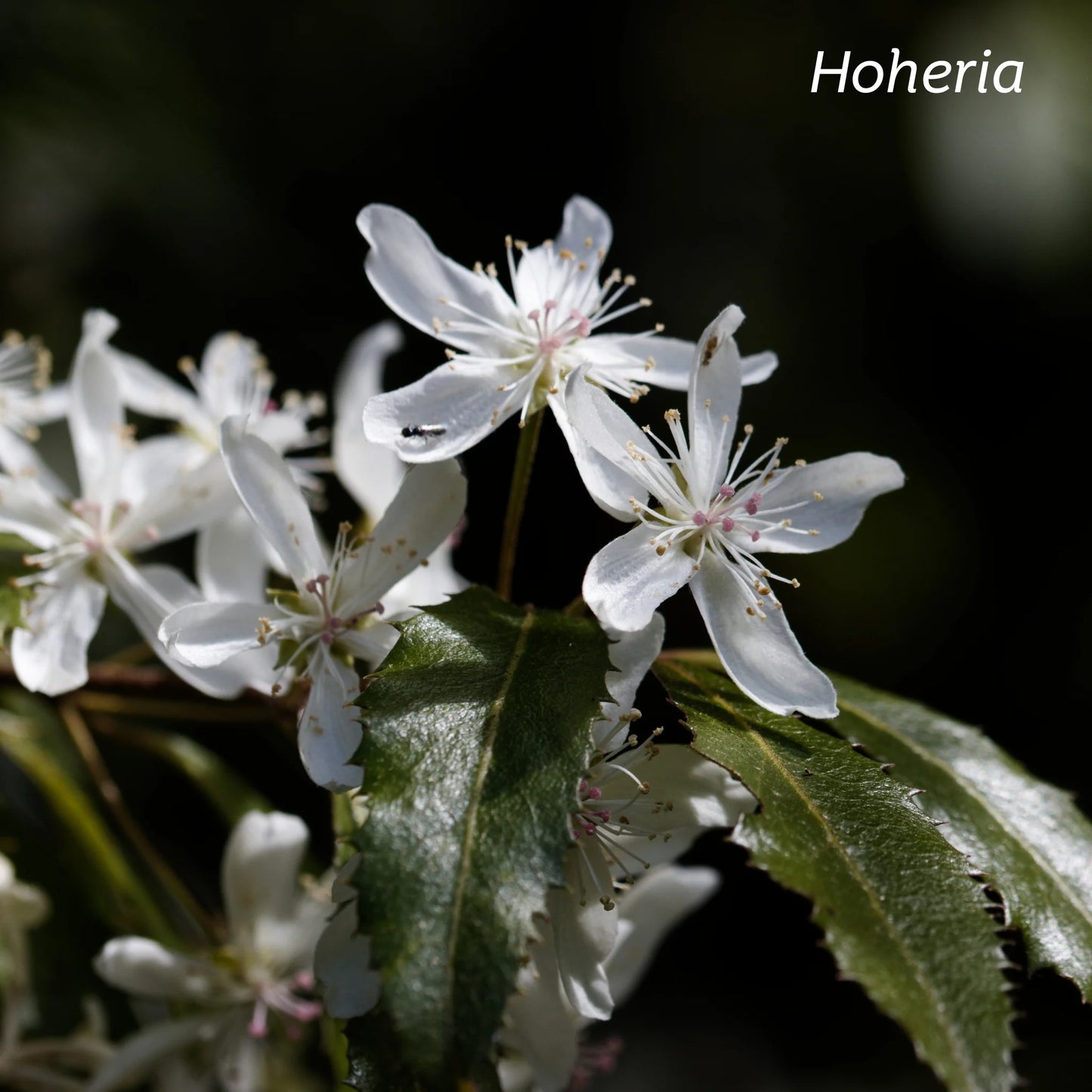 Kiwiherb: Skin Restore Cream