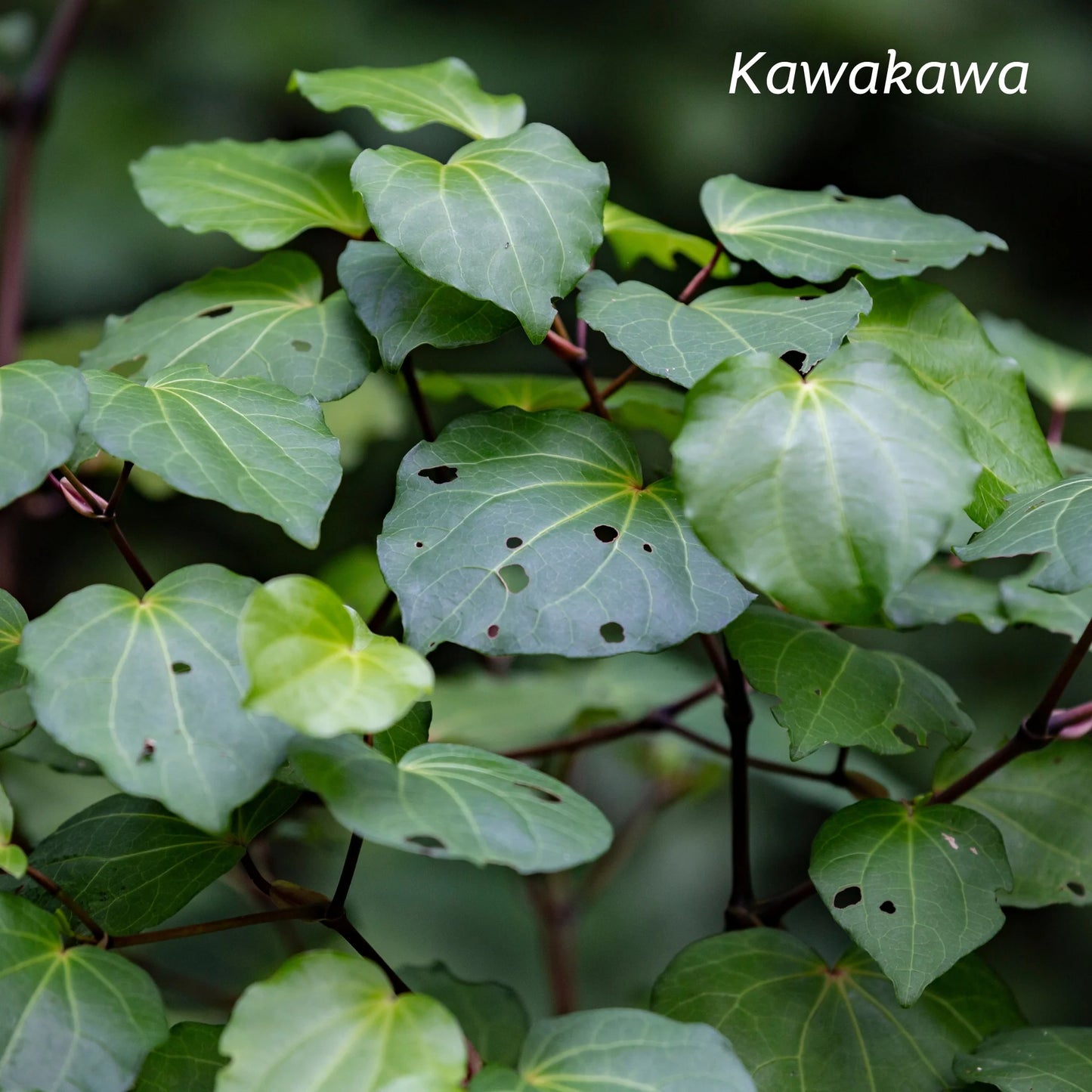 Kiwiherb: Herbal Throat Spray