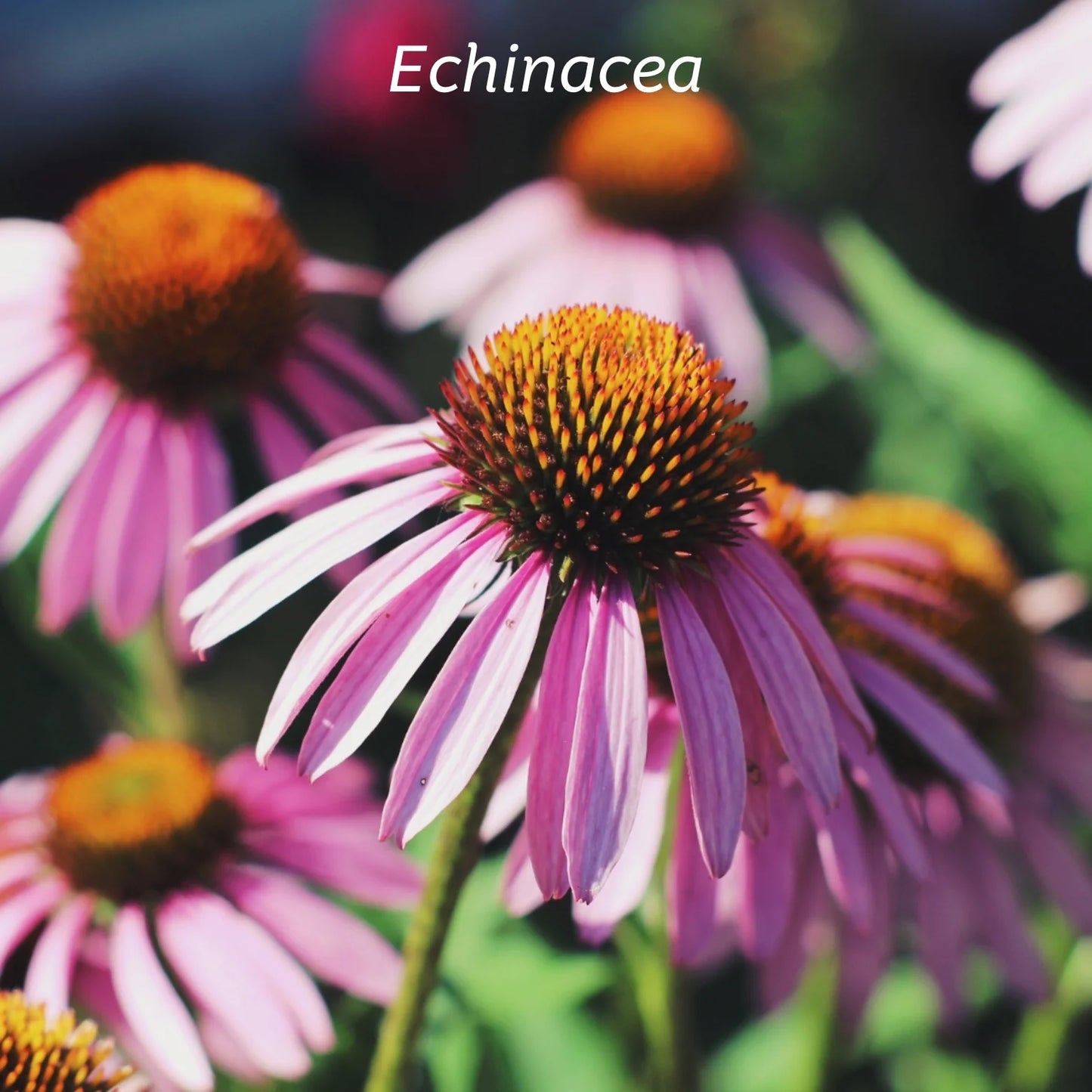 Kiwiherb: Echinature