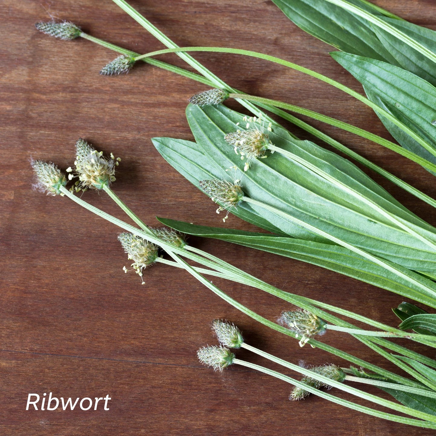 Kiwiherb: Organic De-Stuff for Kids