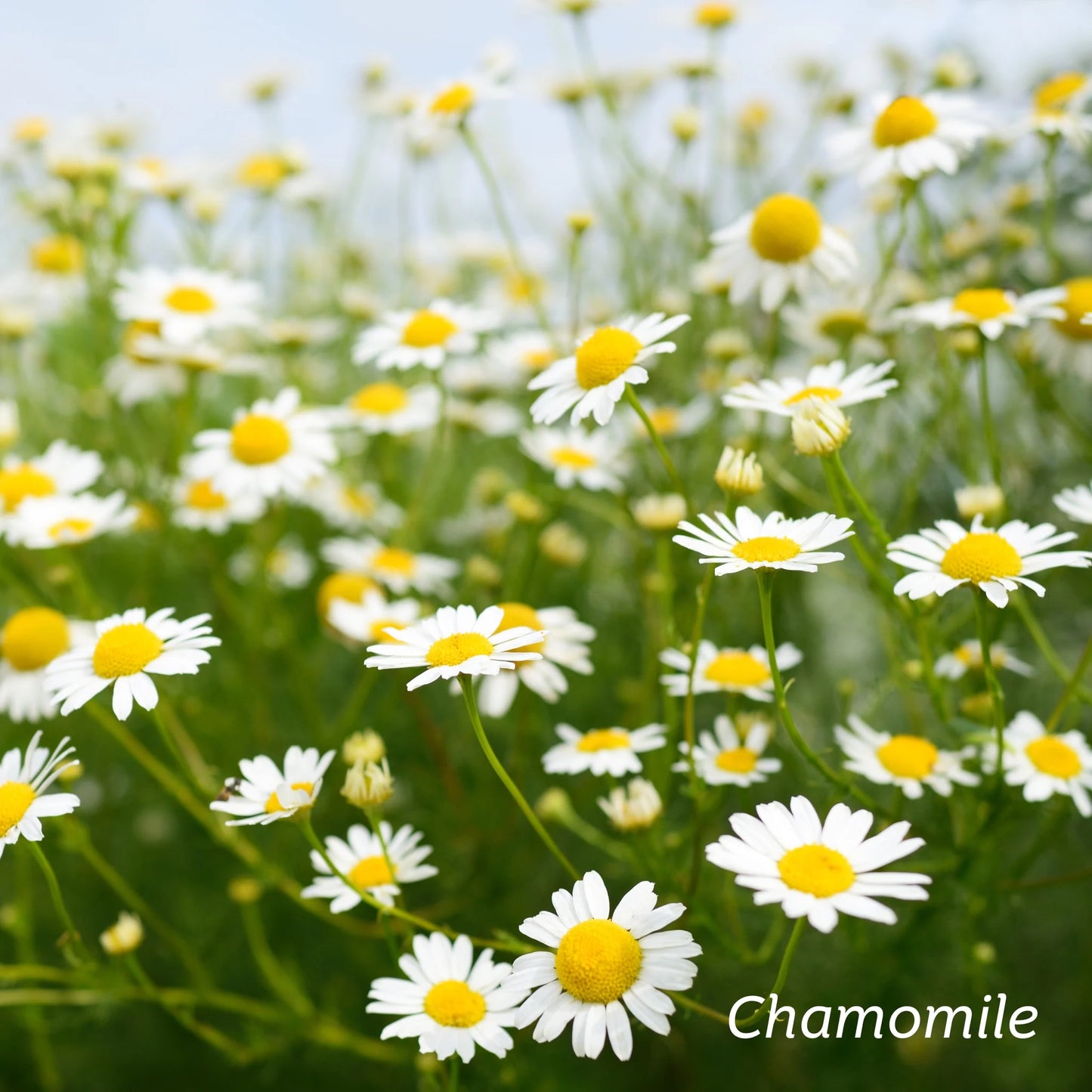 Kiwiherb: Organic Baby Balm