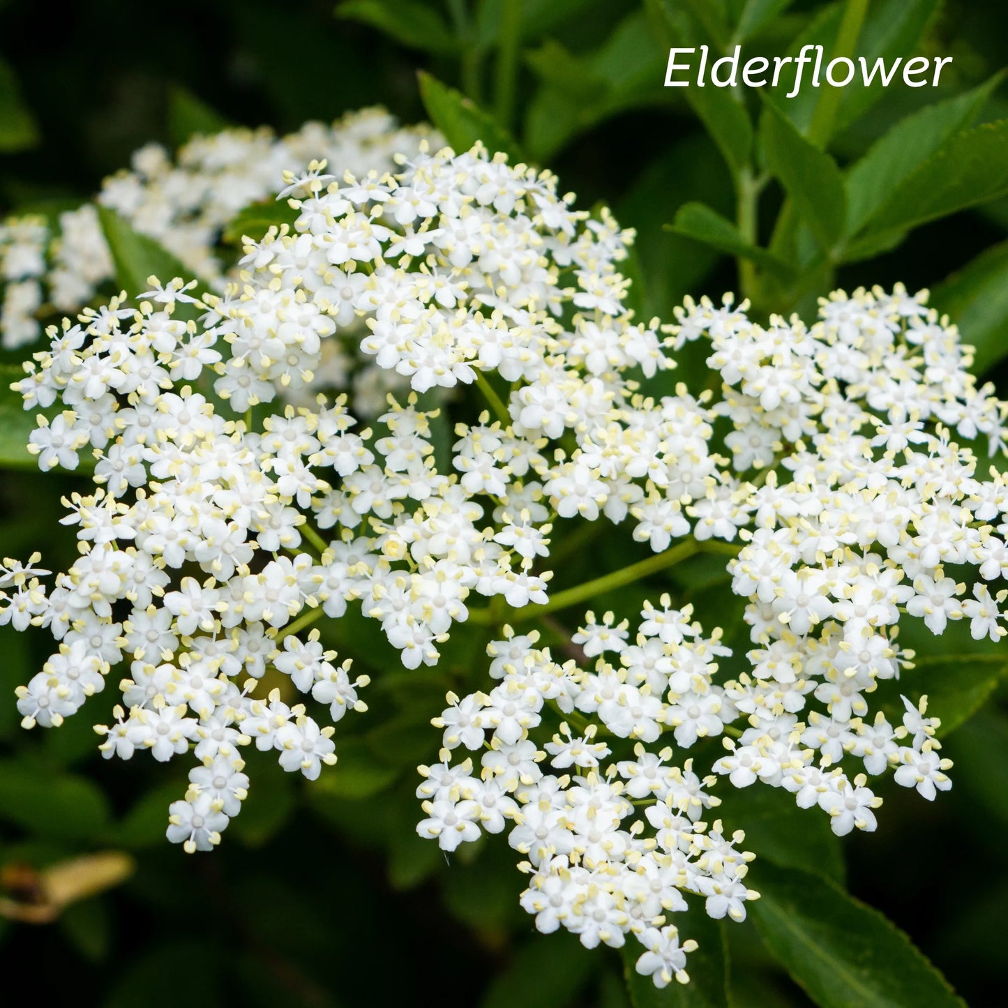Kiwiherb: Organic De-Stuff for Kids