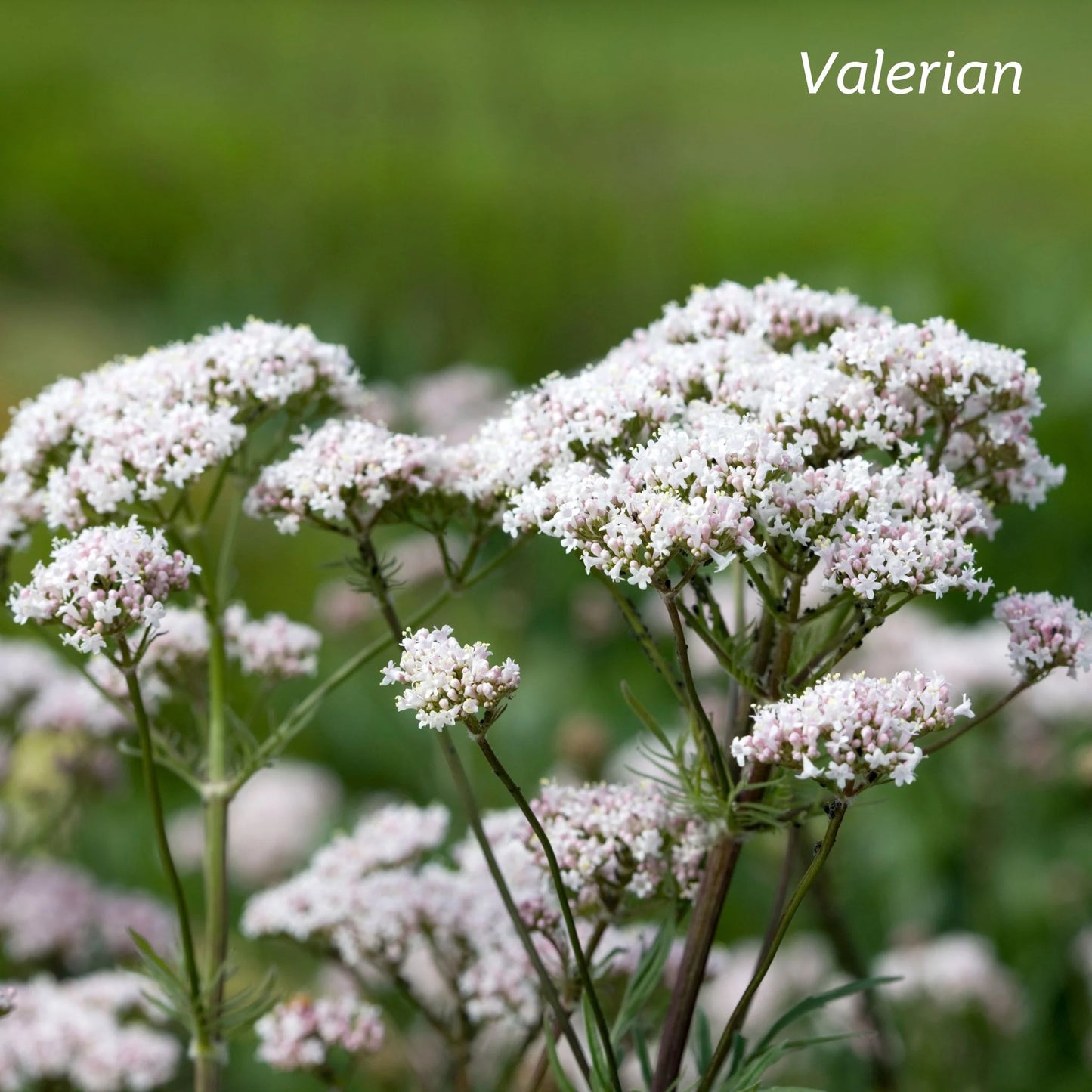 Kiwiherb: Organic Valerian