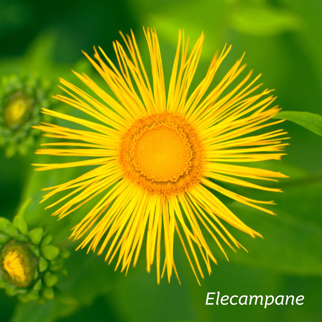 Kiwiherb: Organic ImmuneGuard