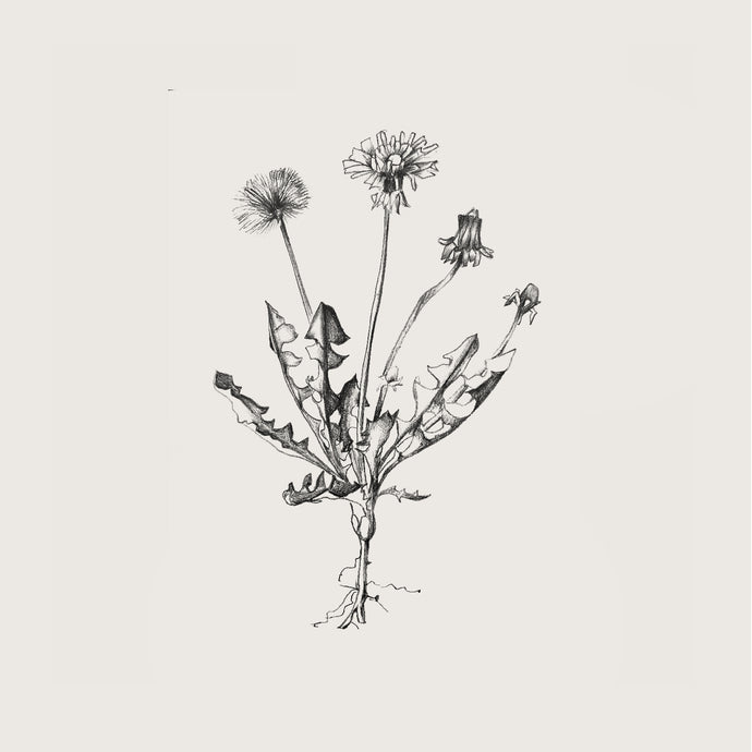 PLANT PROFILE : Dandelion ~ Taraxacum officinale