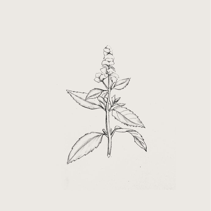 PLANT PROFILE : Peppermint ~ Mentha piperita
