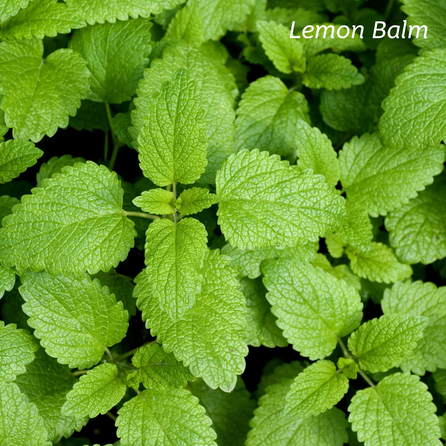 Kiwiherb: Colic Comfort