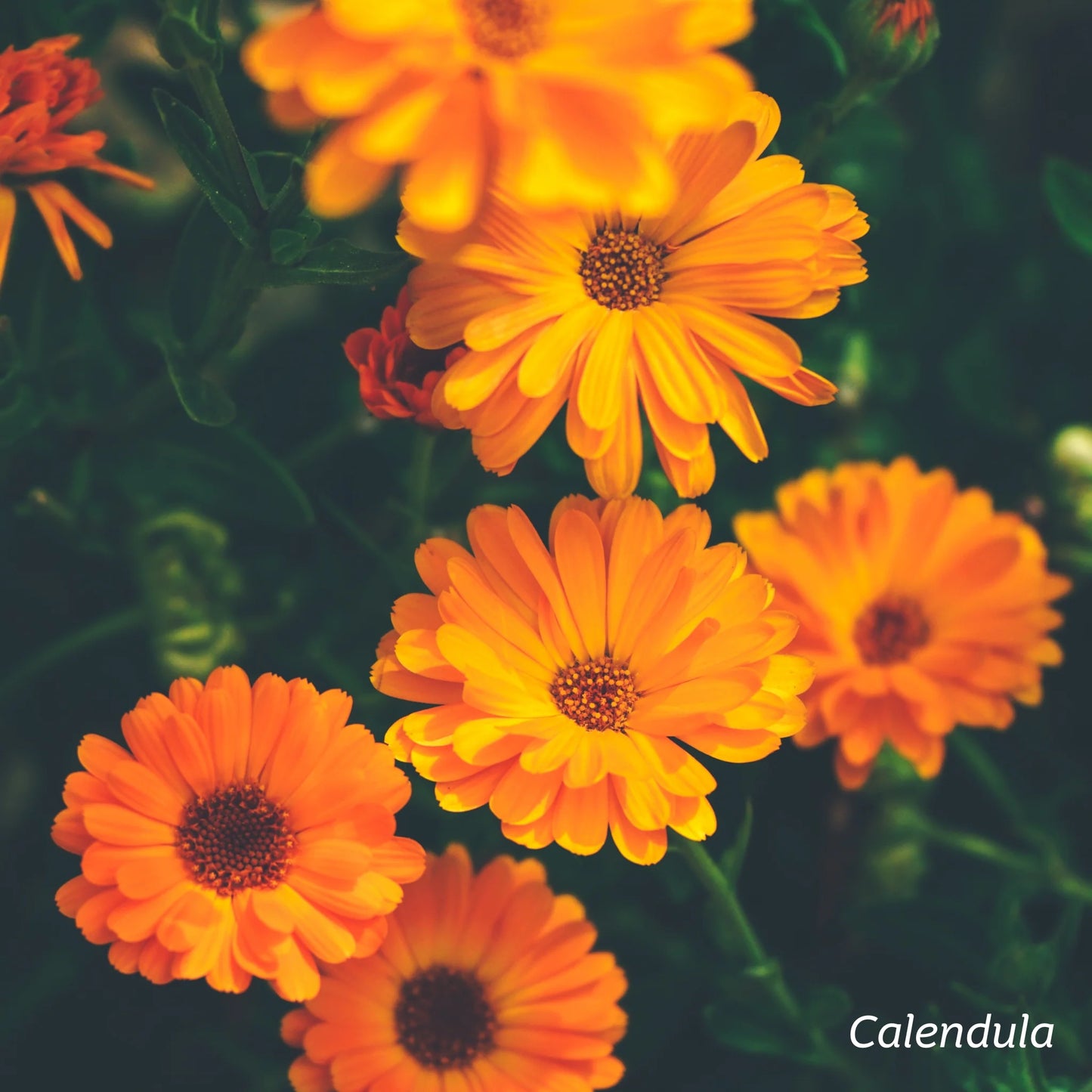 Kiwiherb: Organic Calendula Healing Balm
